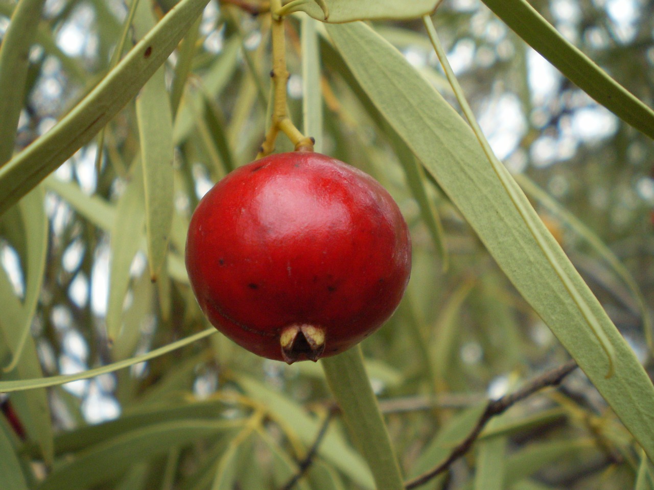 quandong fruit red free photo