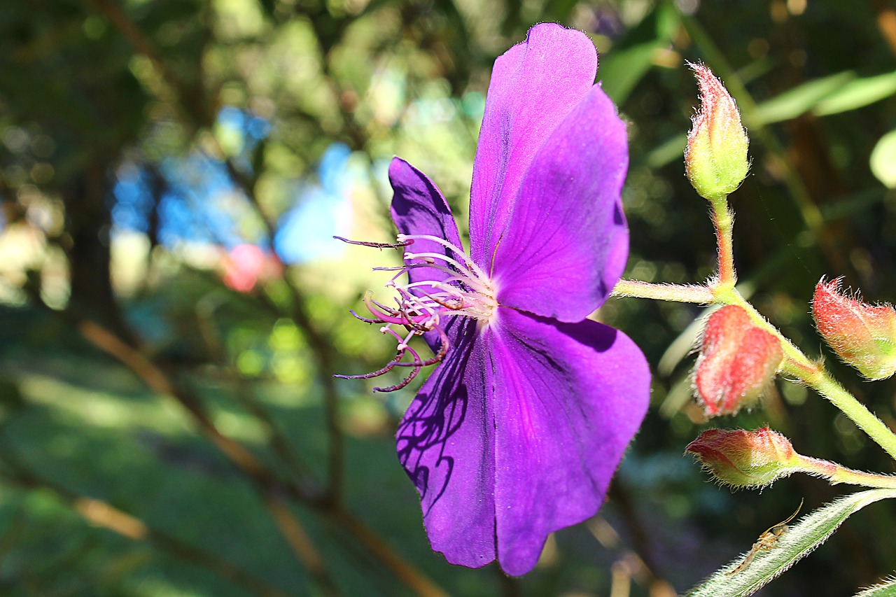 quaresmeira quaresmeira purple tibouchina granulosa free photo