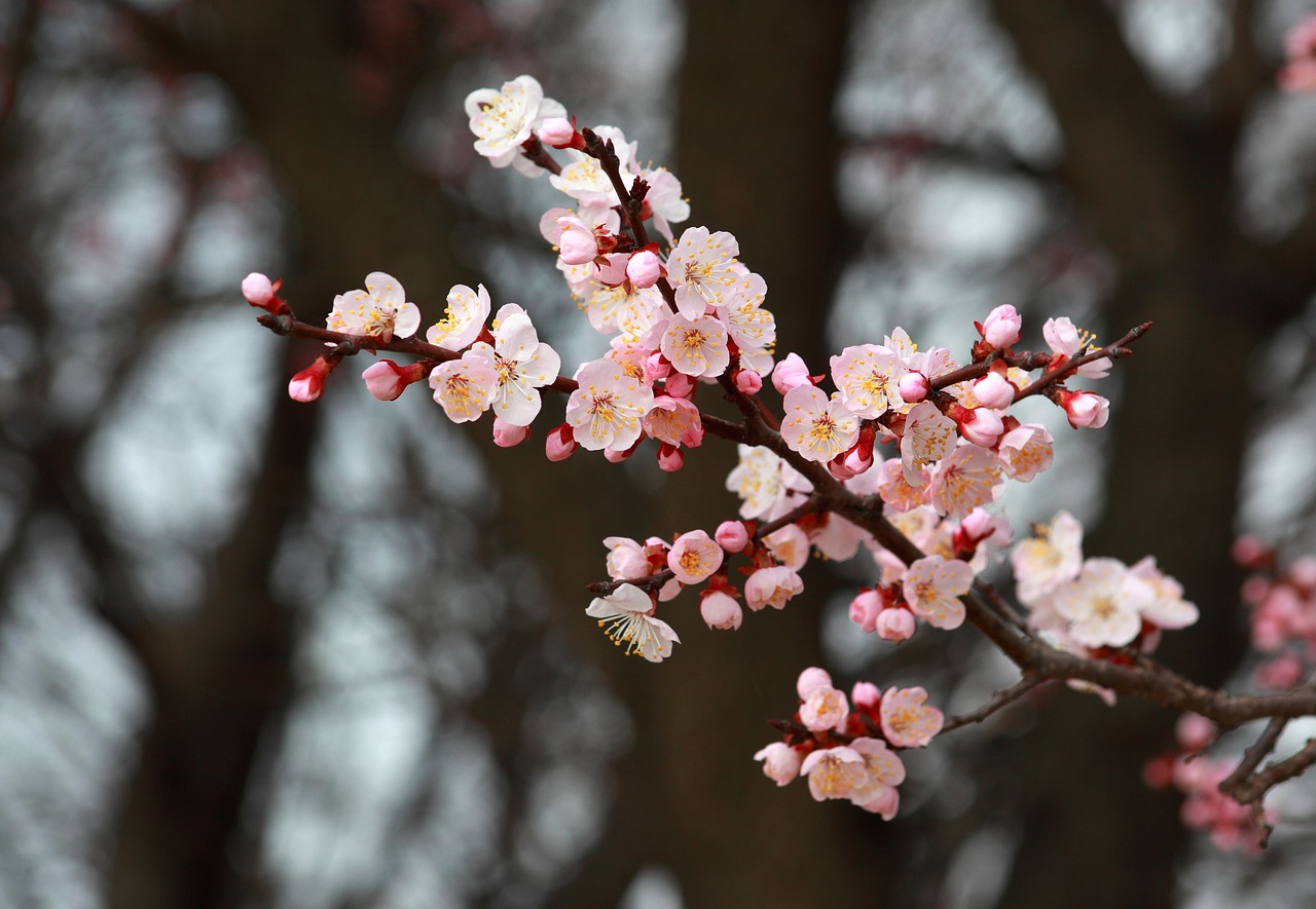 quarter wood flowers free photo