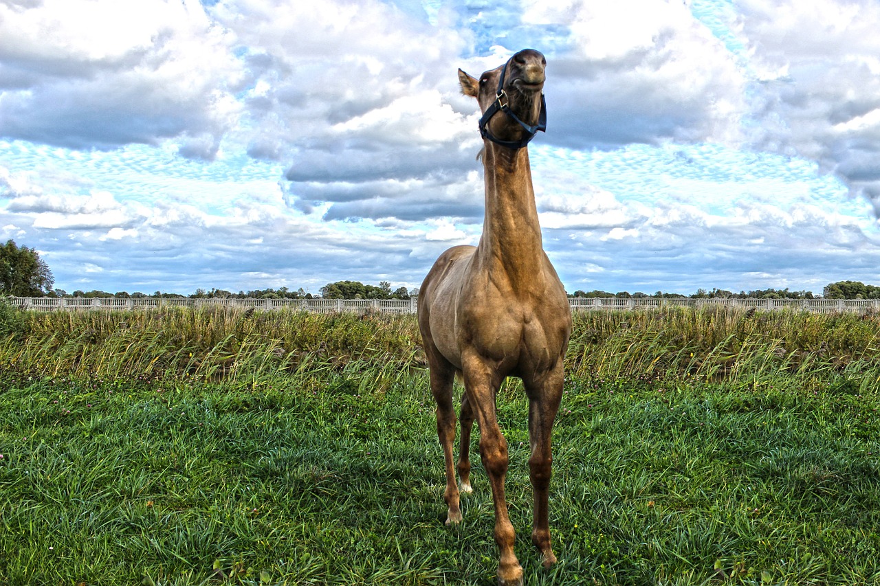 quarter horse american foal free photo