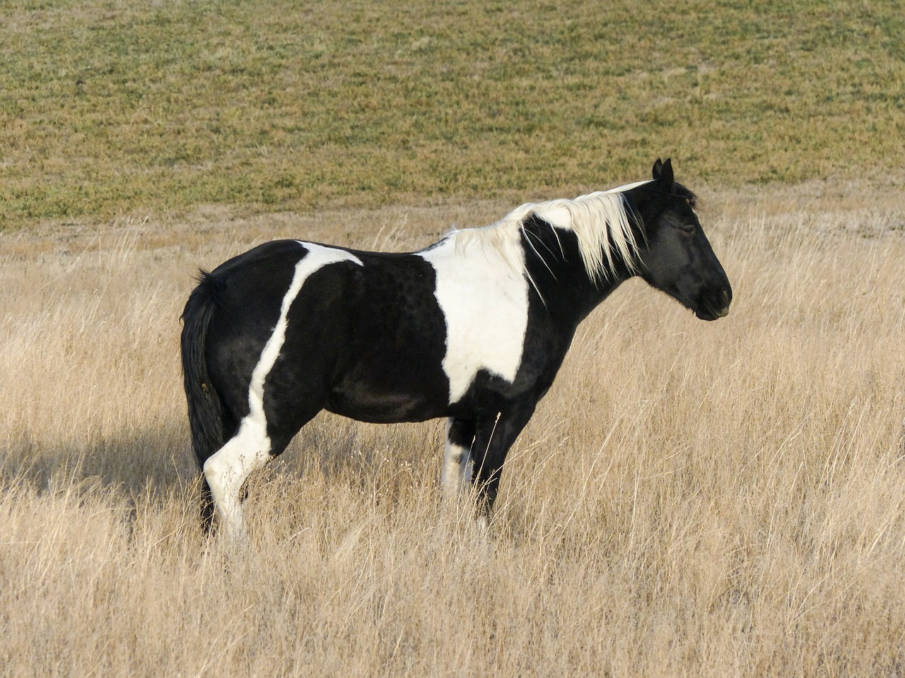 quarter horse horse painted horse free photo