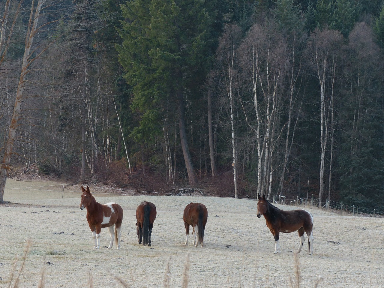 quarter horse animal mammal free photo
