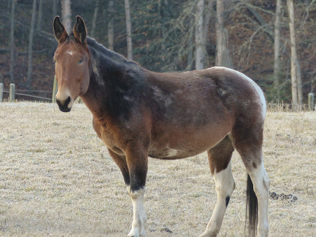 quarter horse animal mammal free photo