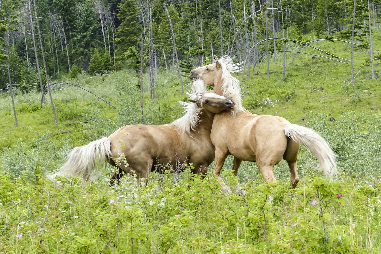 quarter horse fighting mammal free photo