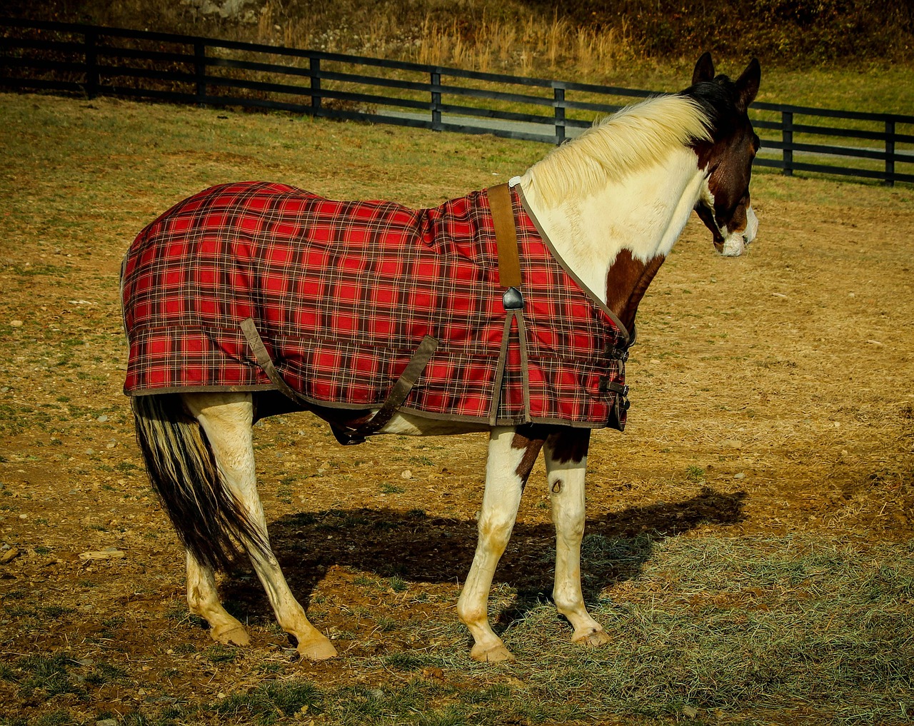 quarter horse horse horse blanket free photo