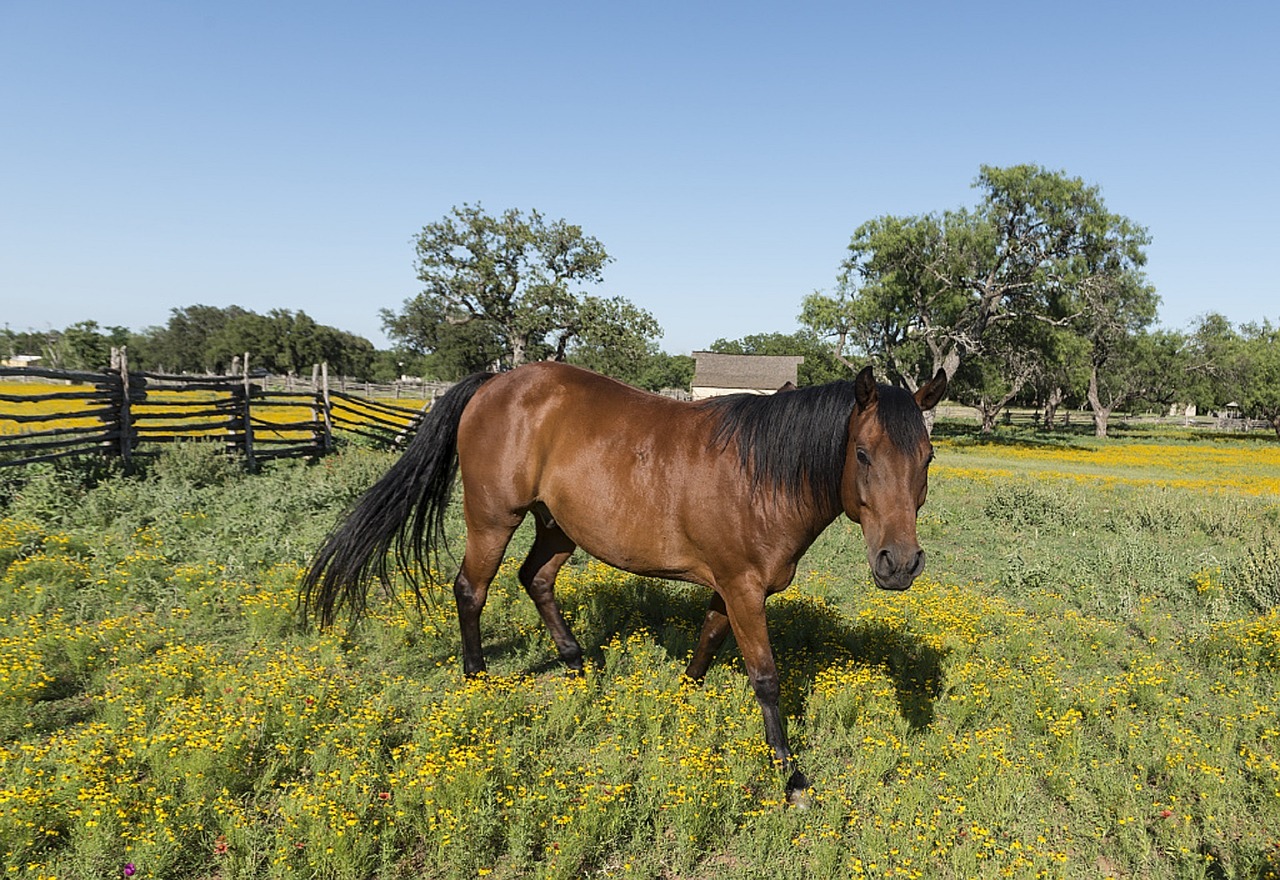 quarter horse ranch agriculture free photo