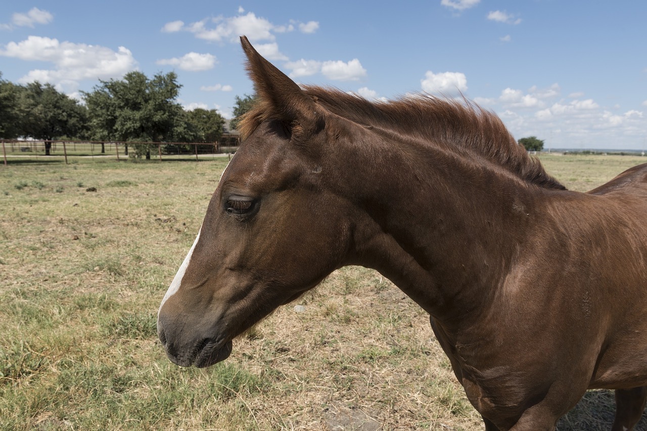 quarter horse livestock animal free photo