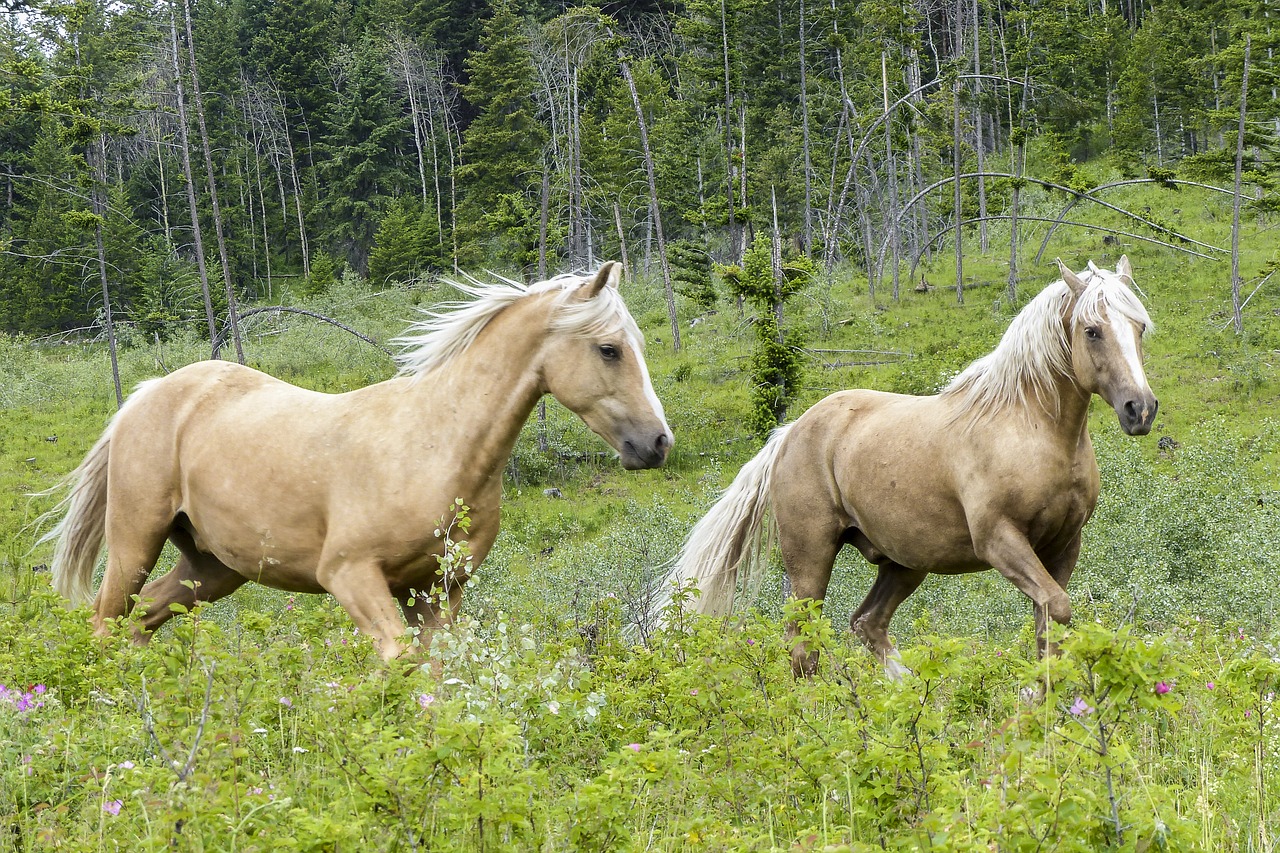 quarter horses  mammal  animal free photo