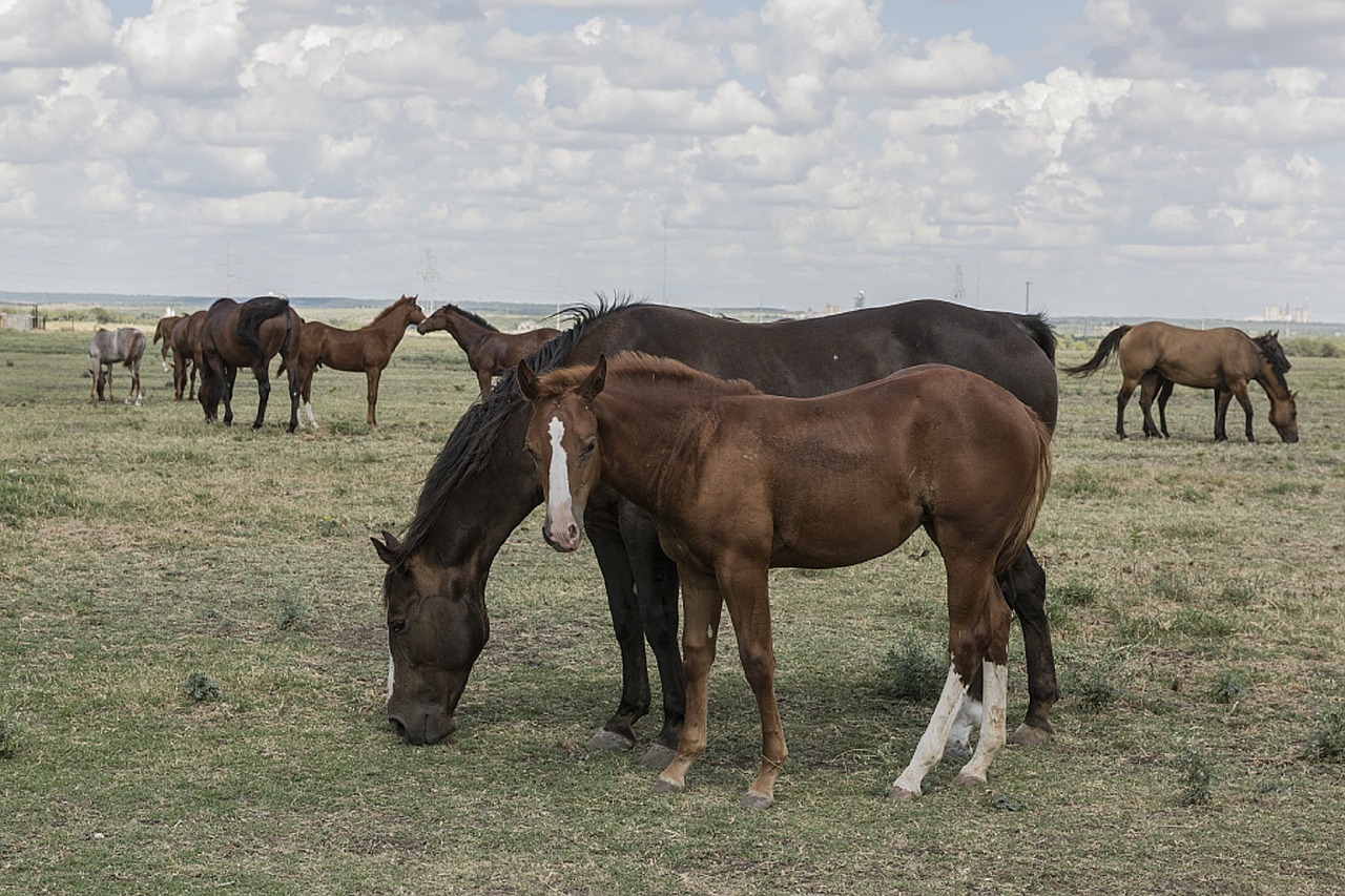 quarter horses colt mare free photo