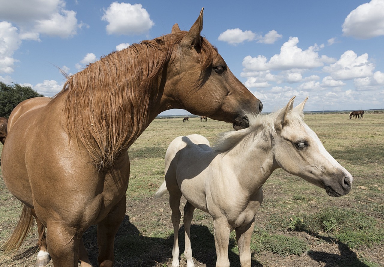 quarter horses colt mare free photo