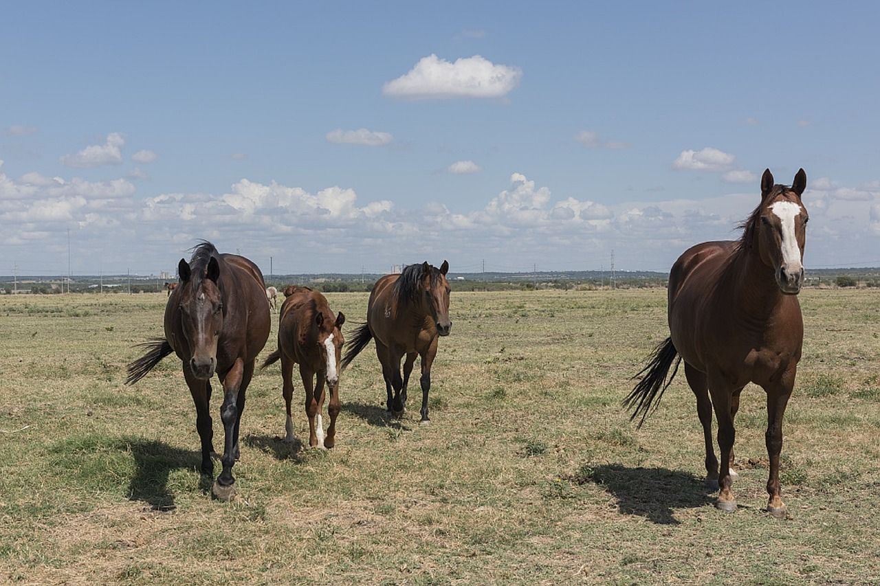 quarter horses ranch agriculture free photo