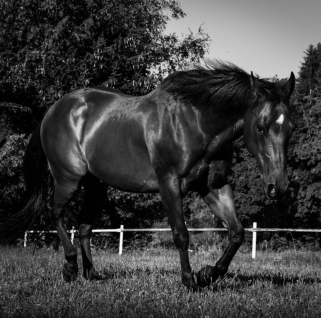 quarterhorse horse black and white free photo