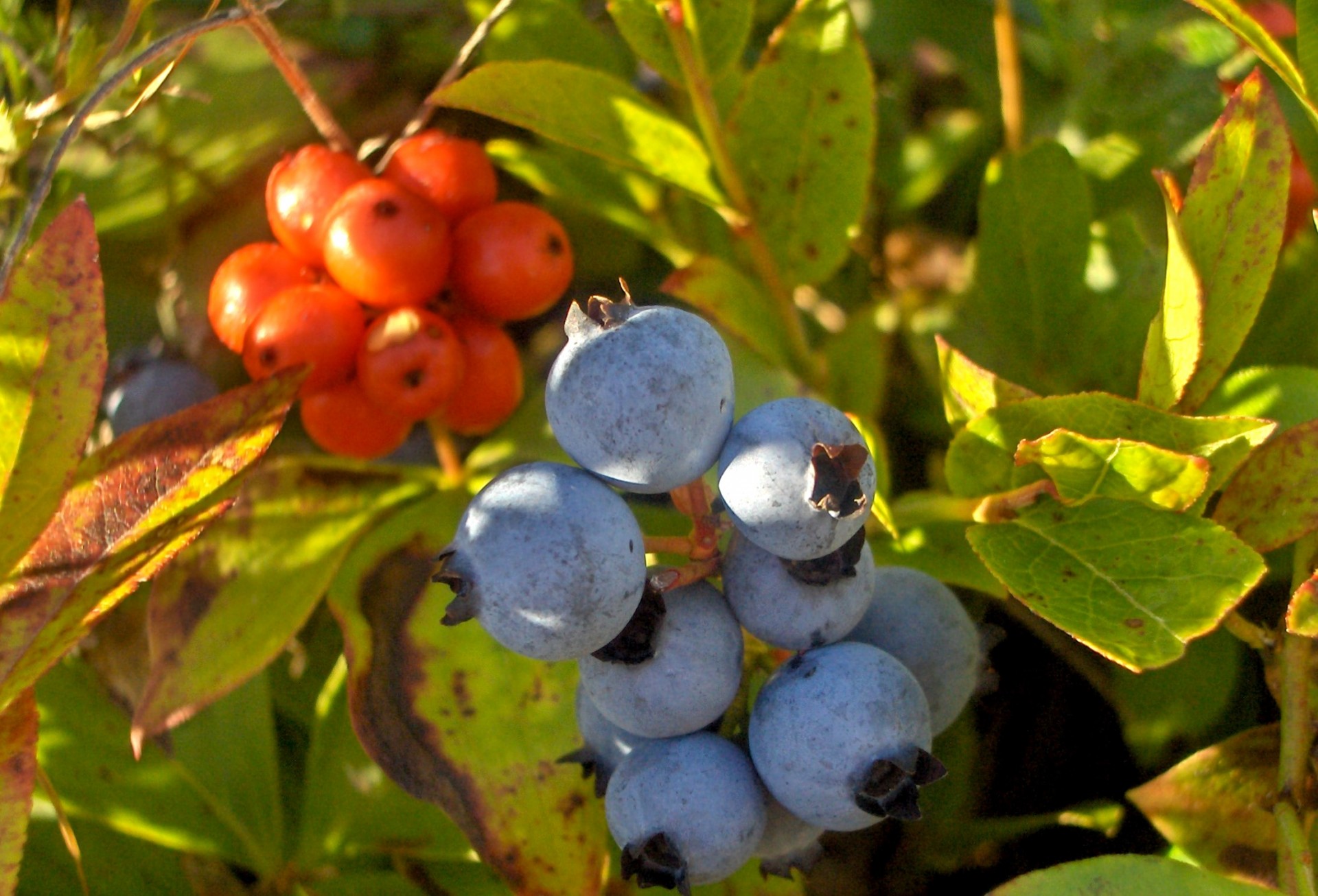 cornus canadensis blueberries berries free photo