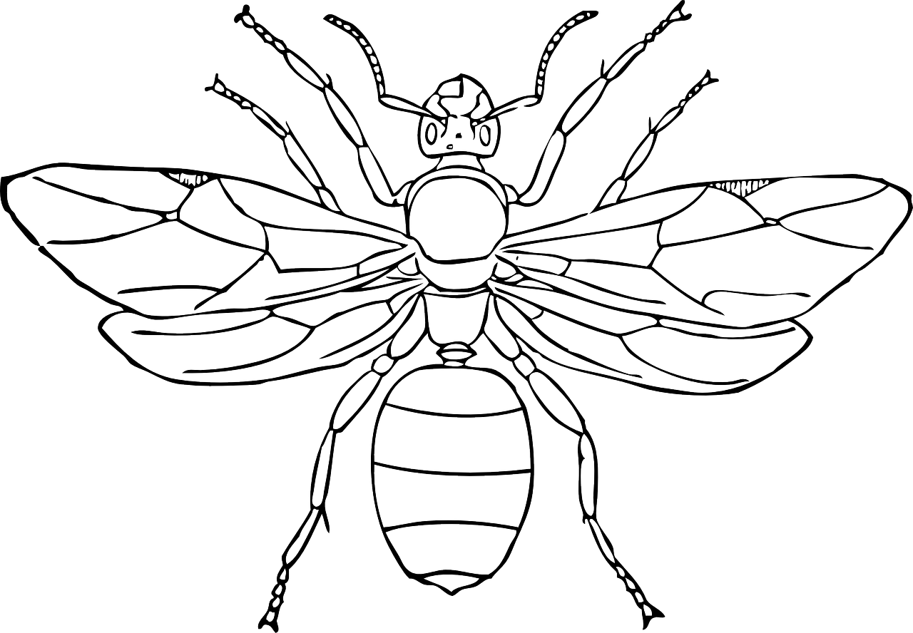 queen,ant,wings,insect,female,body,segmented,leader,free vector graphics,free pictures, free photos, free images, royalty free, free illustrations, public domain
