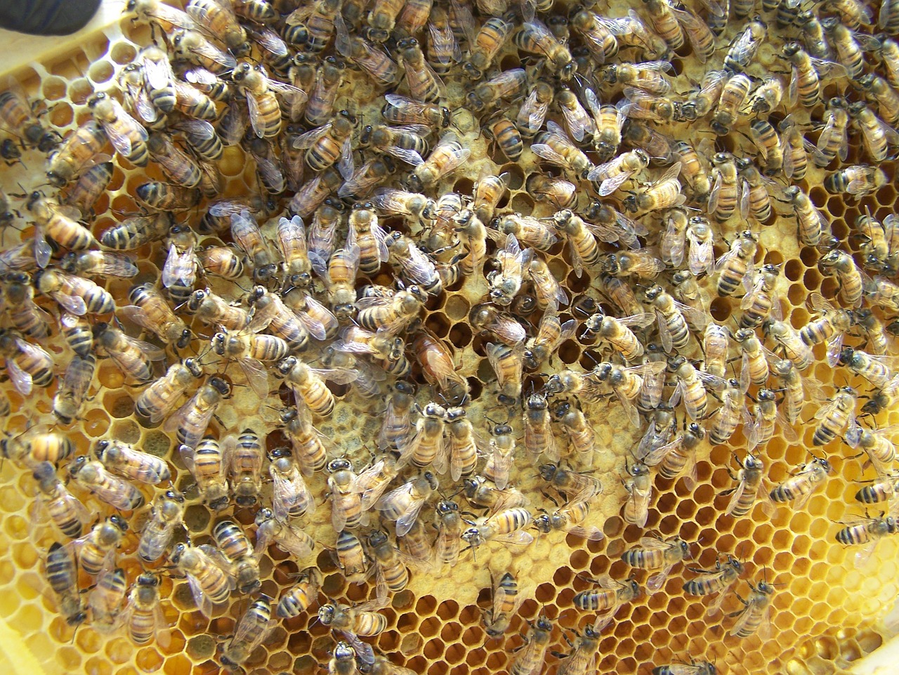 queen queen bee honey free photo