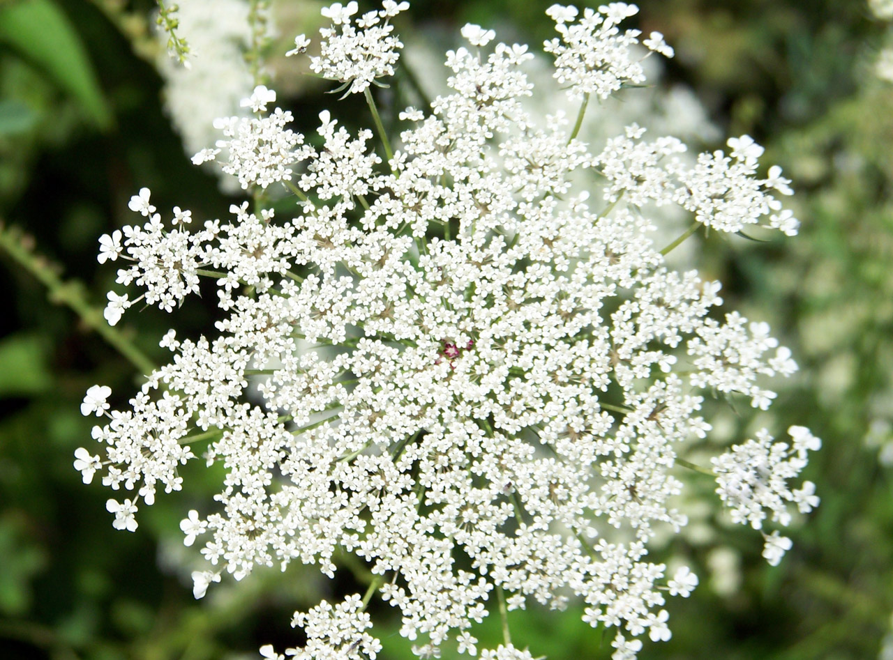 queen anne lace free photo