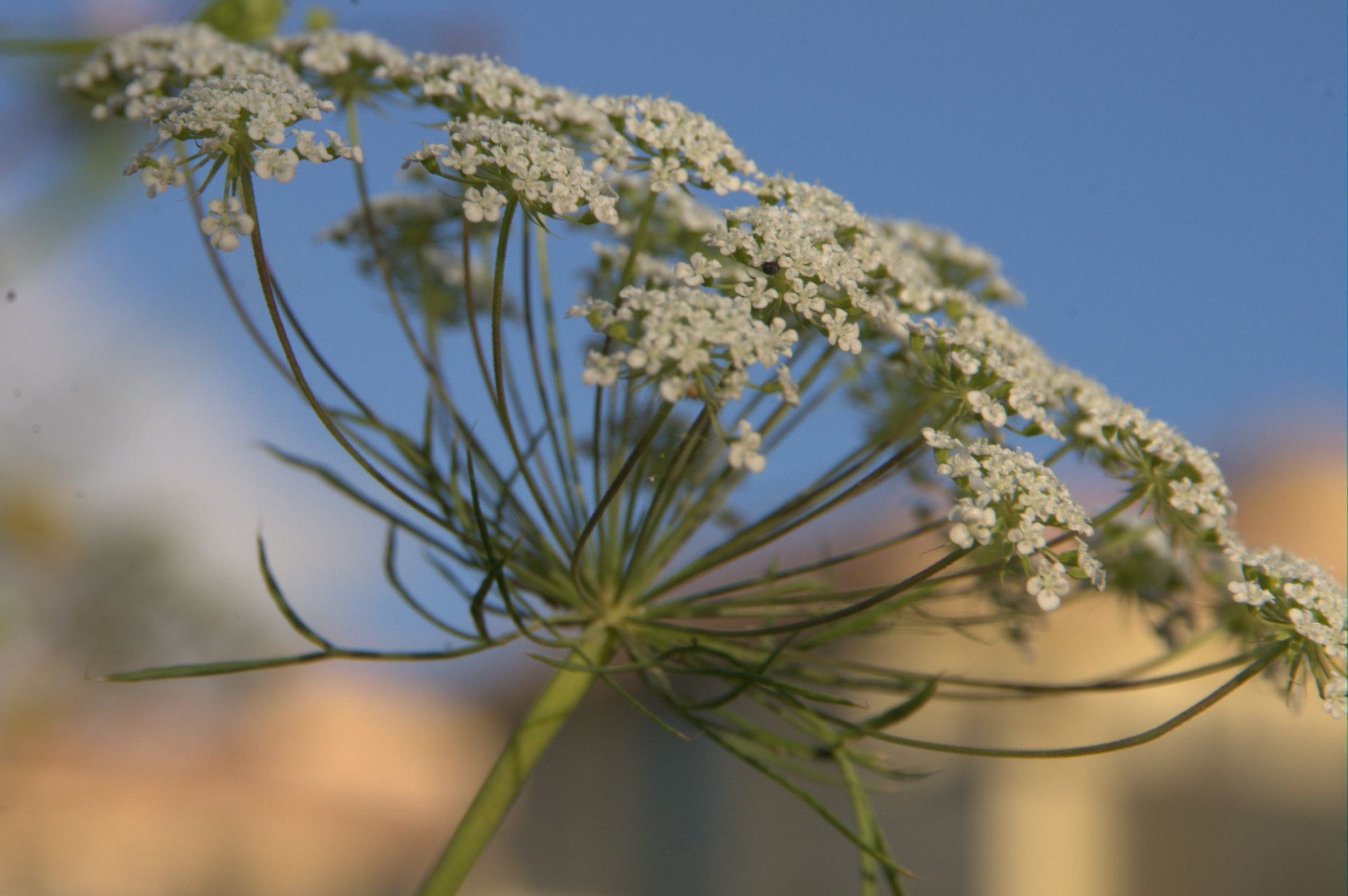 queen anne's lace flower wildflowers free photo