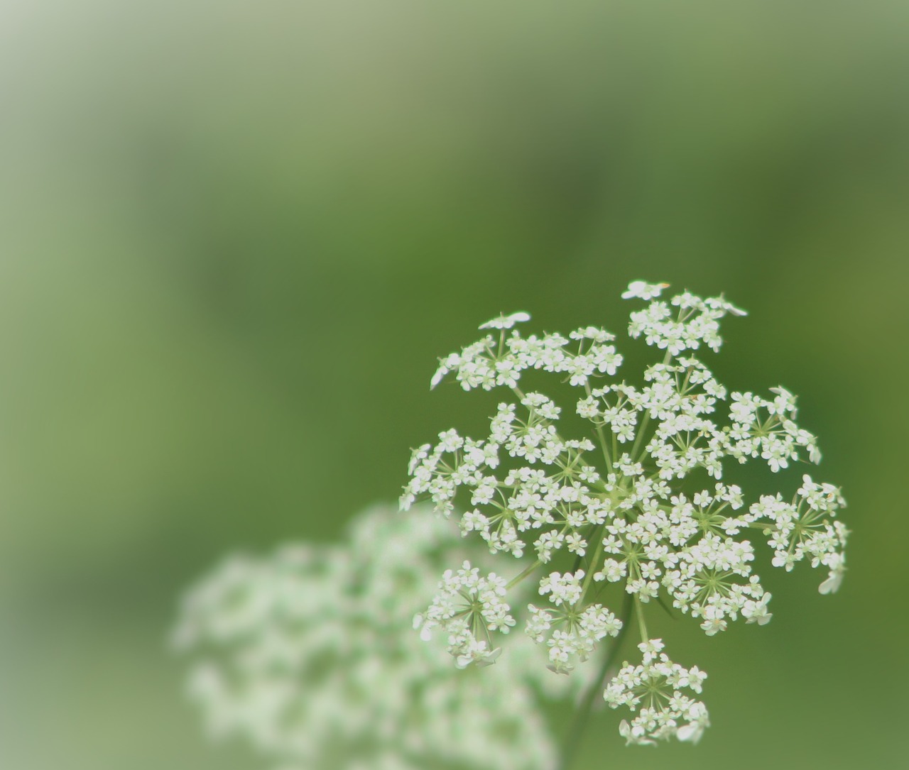 queen anne lace green flower free photo