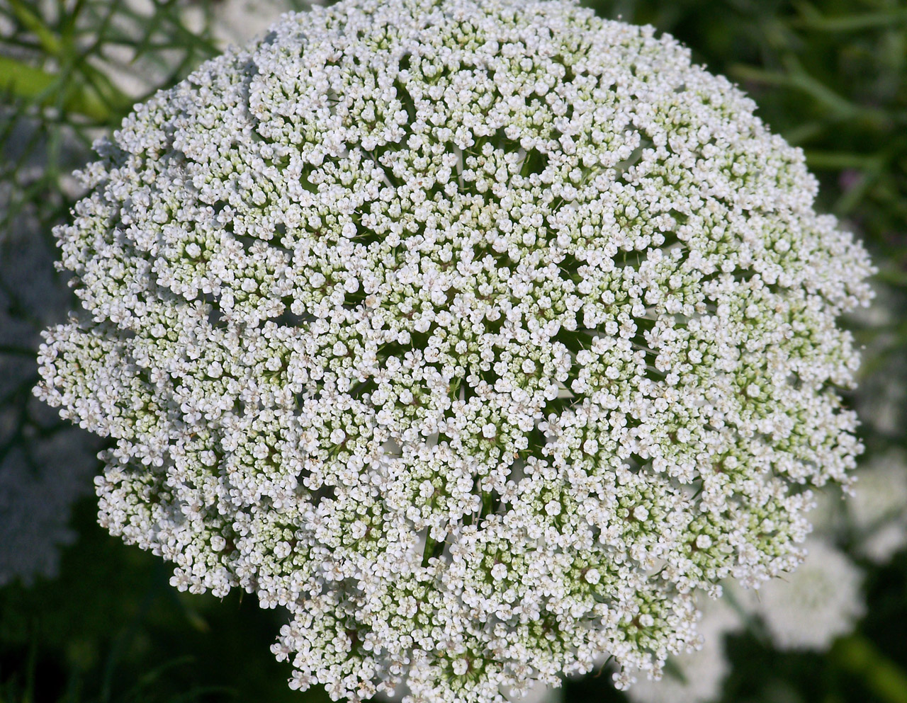 queen anne lace free photo