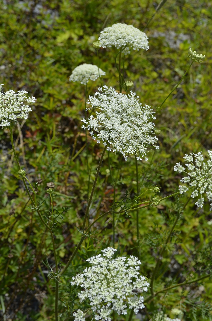 queen anne's lace wild carrot flower free photo