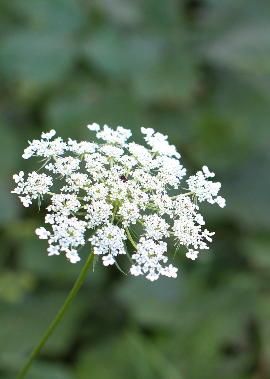 queen anne's lace flower green free photo