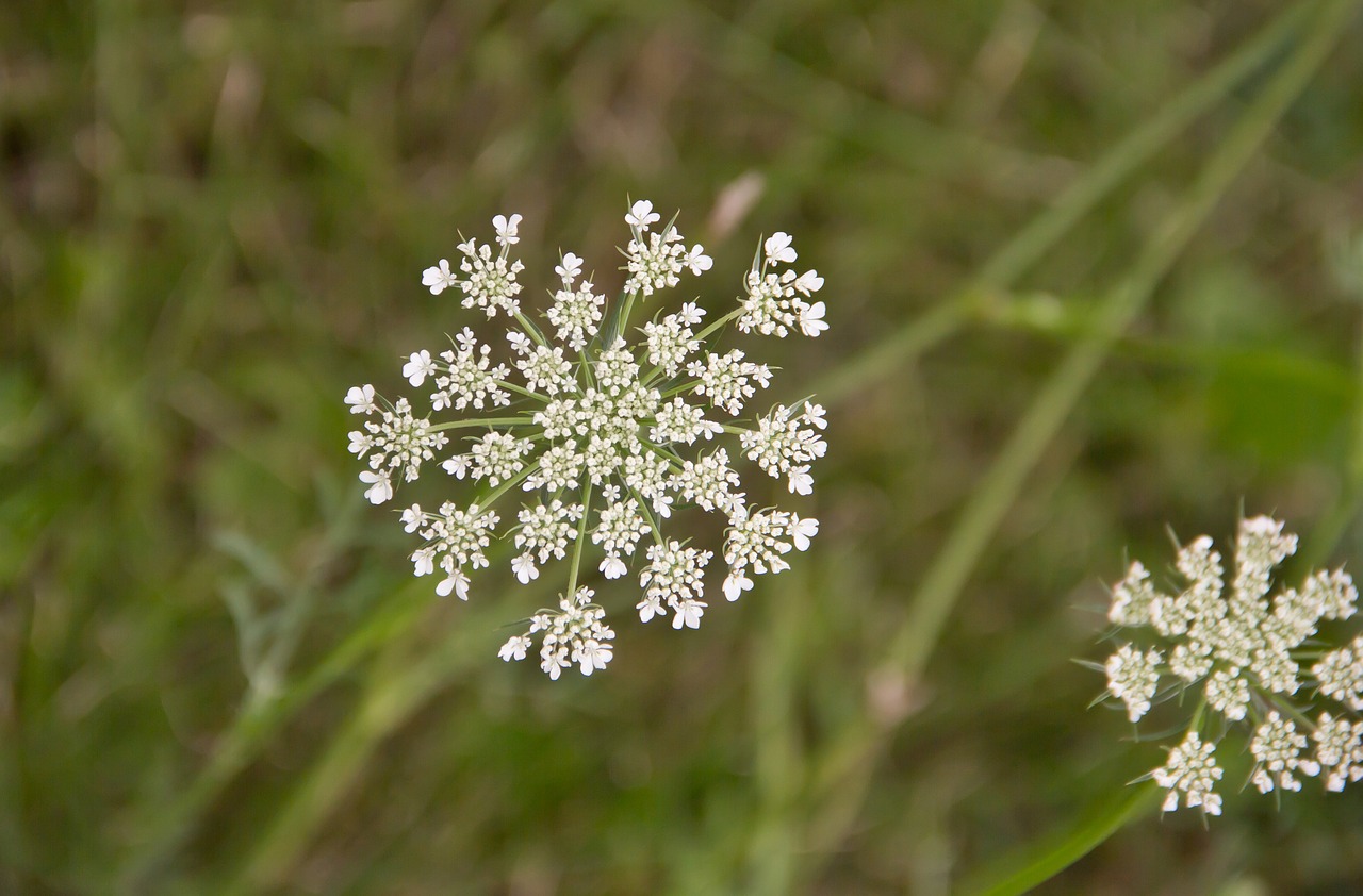 queen anne's lace  nature  weed free photo