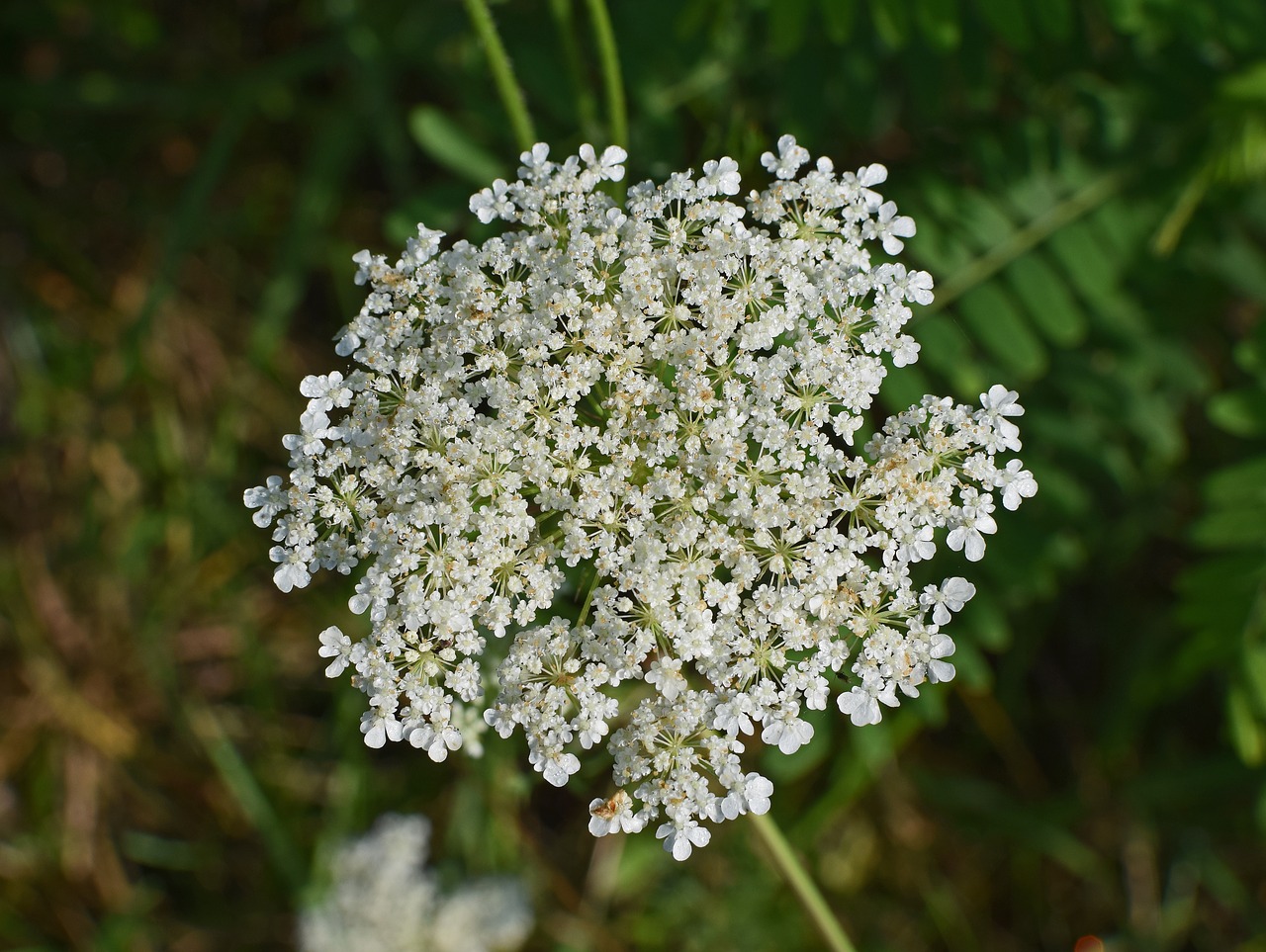 queen anne's lace with dewdrops wildflower flower blossom free photo