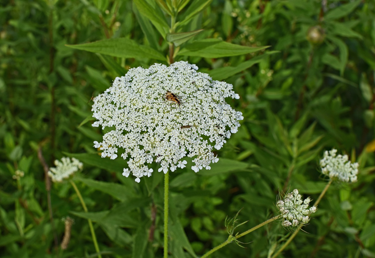 queen anne's lace with insect goldenrod soldier beetle wasp free photo