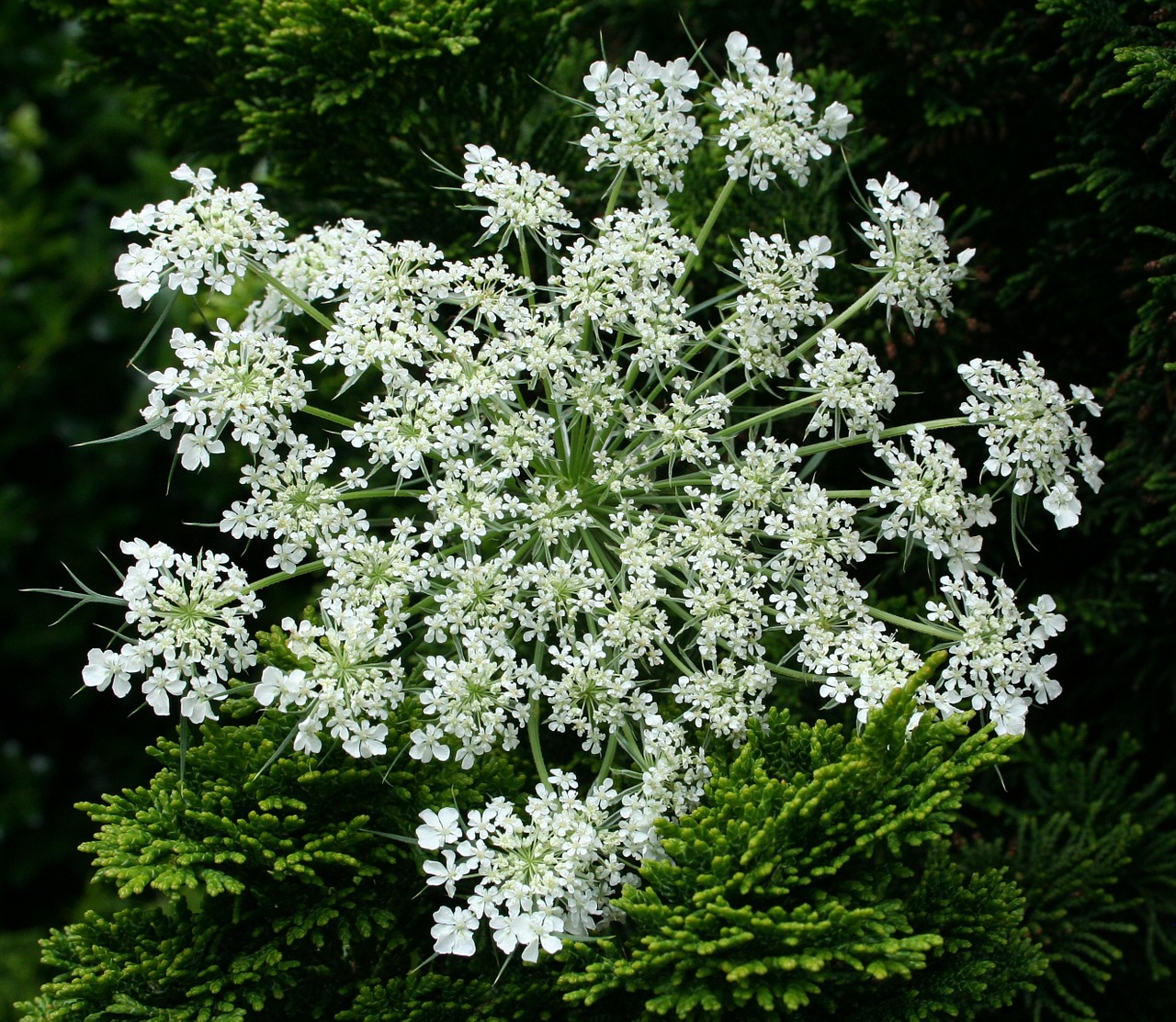 queen anns lace floral plant free photo