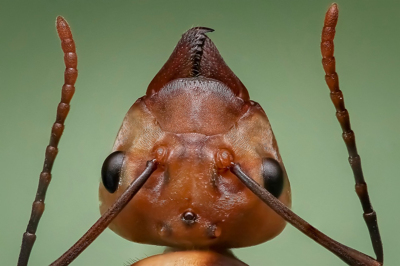 queen ant ant ant head free photo