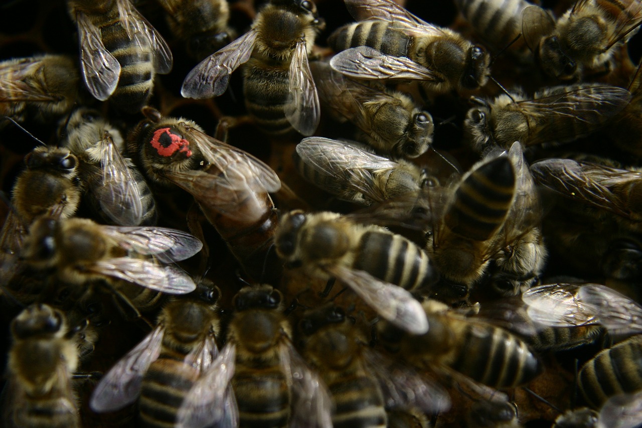 queen bee bees beekeeping free photo