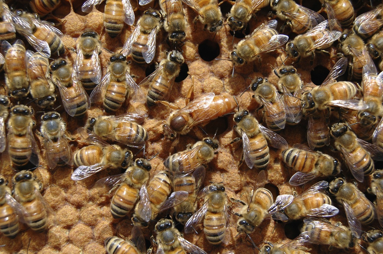 queen bee beehive bee free photo