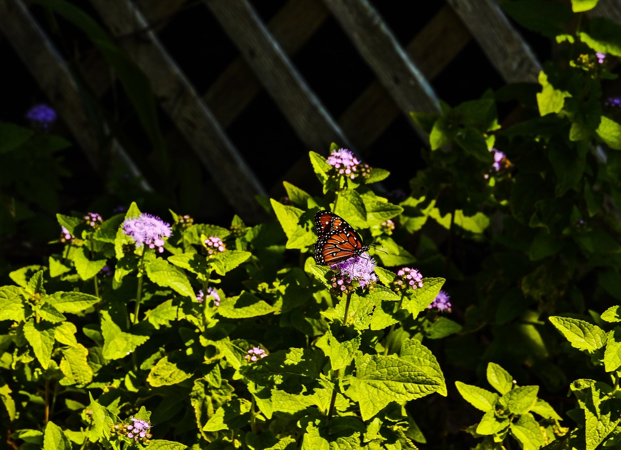 queen butterfly nature landscape free photo