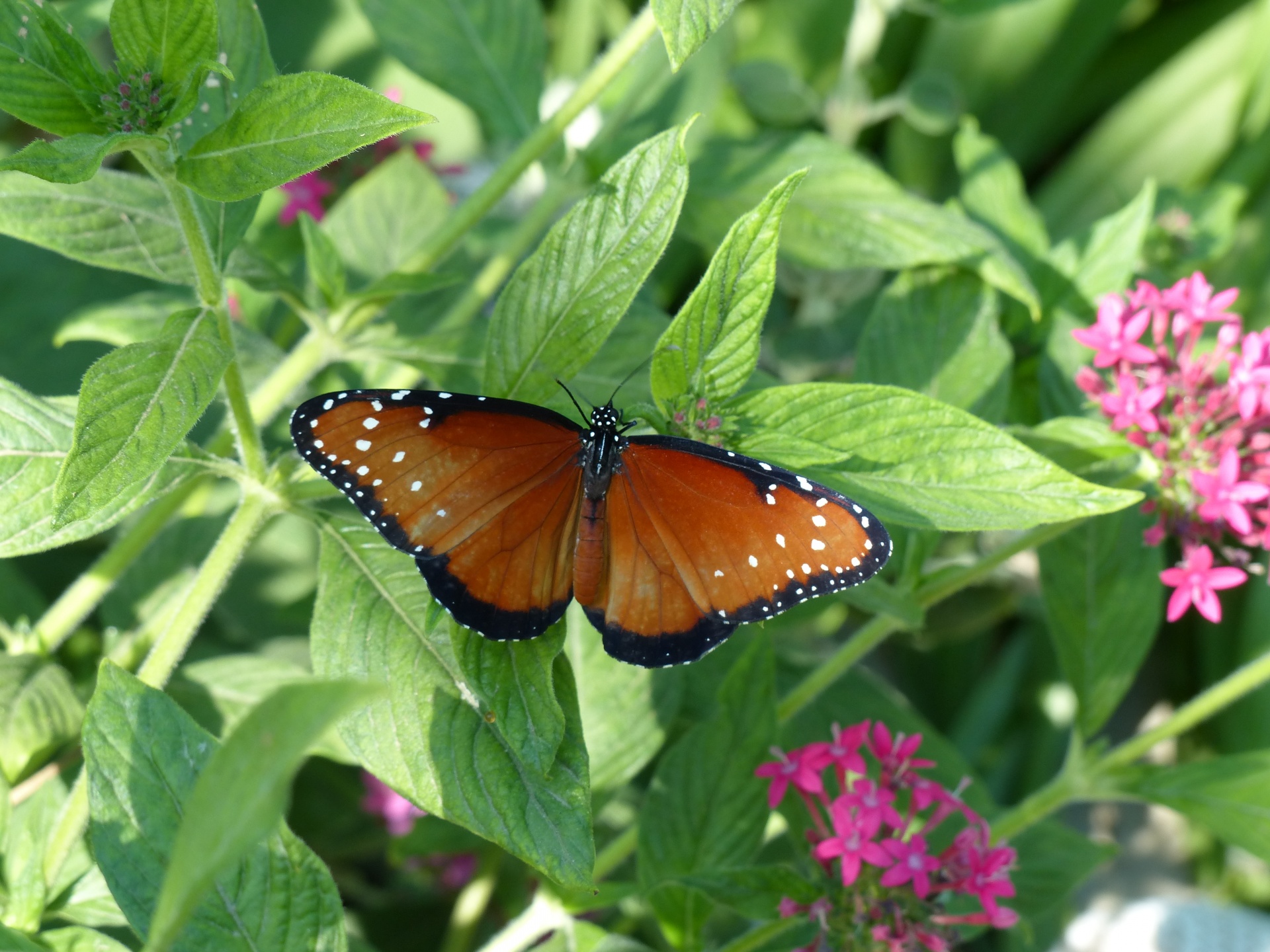 butterfly background orange free photo