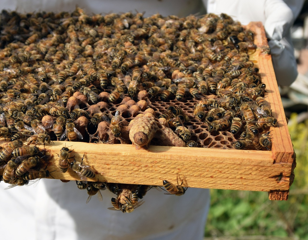 queen cell capped honeybee free photo