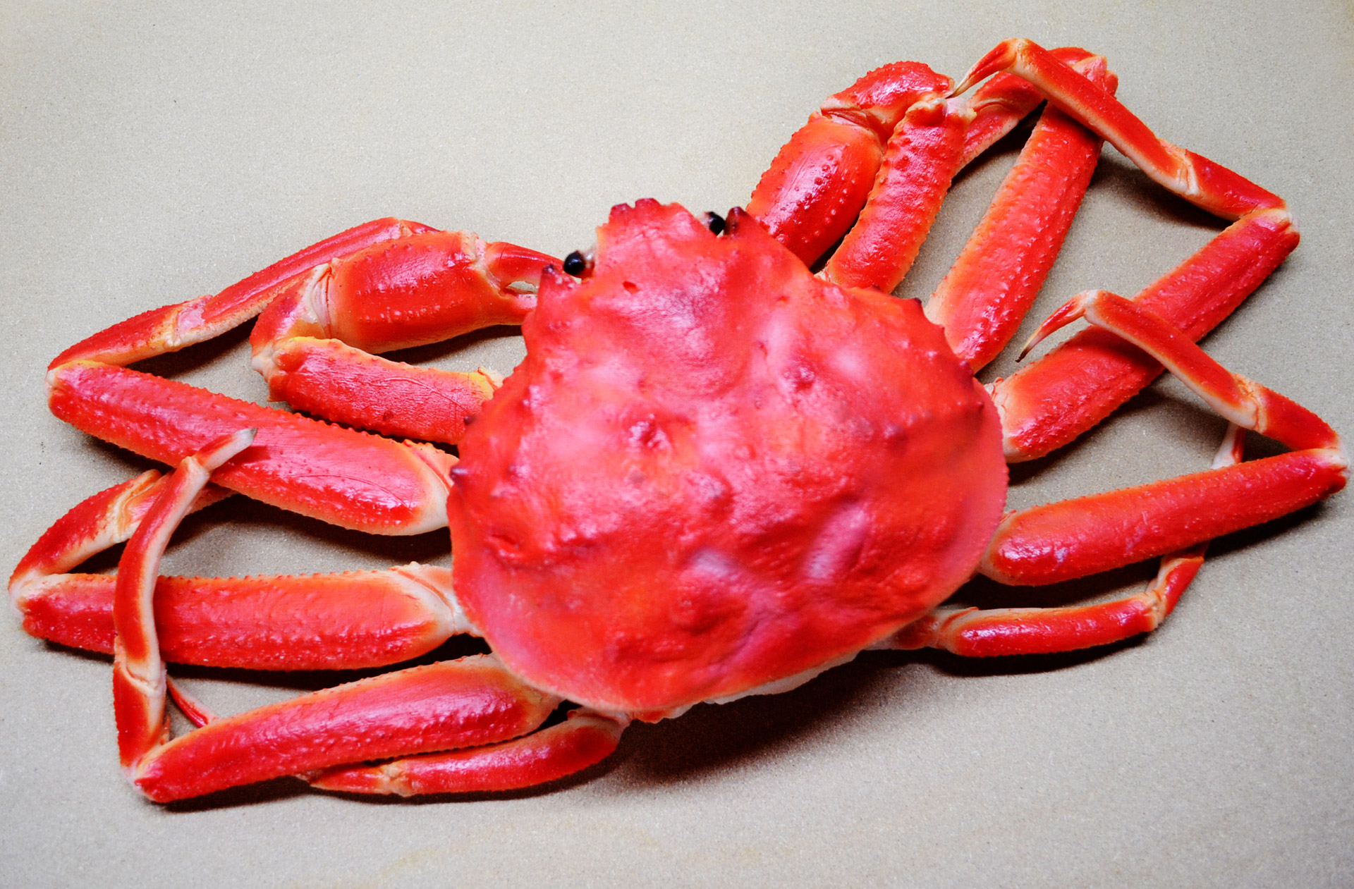 crab food chionoecetes free photo