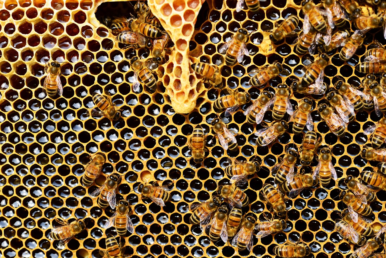 queen cup honeycomb honey bee free photo