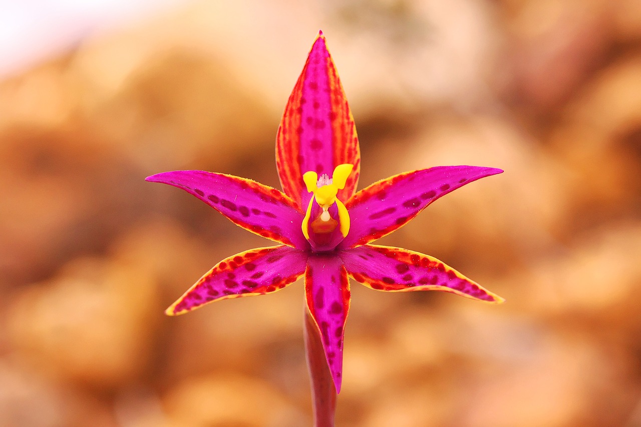 queen of sheba  orchid  wildflowers free photo