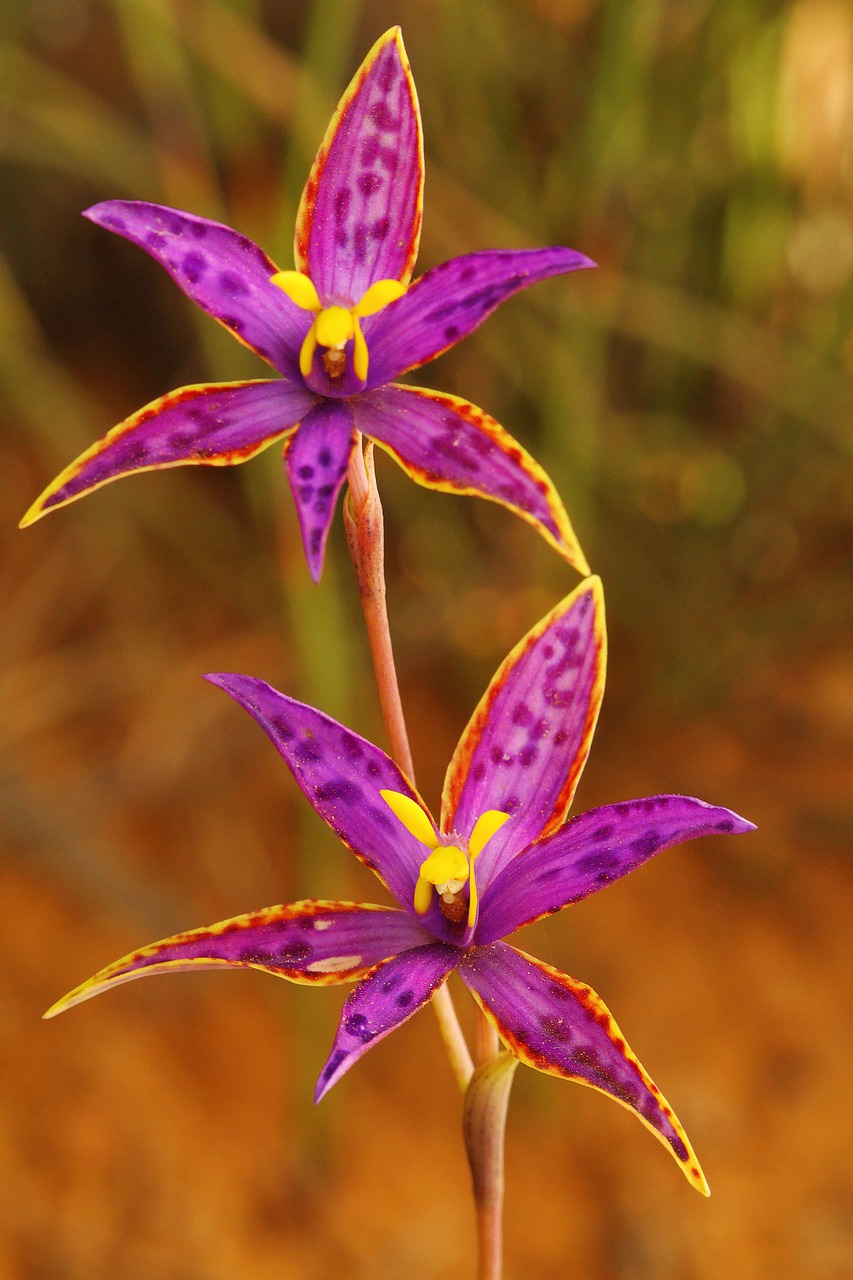 queen of sheba  thelymitra variegata  orchid free photo