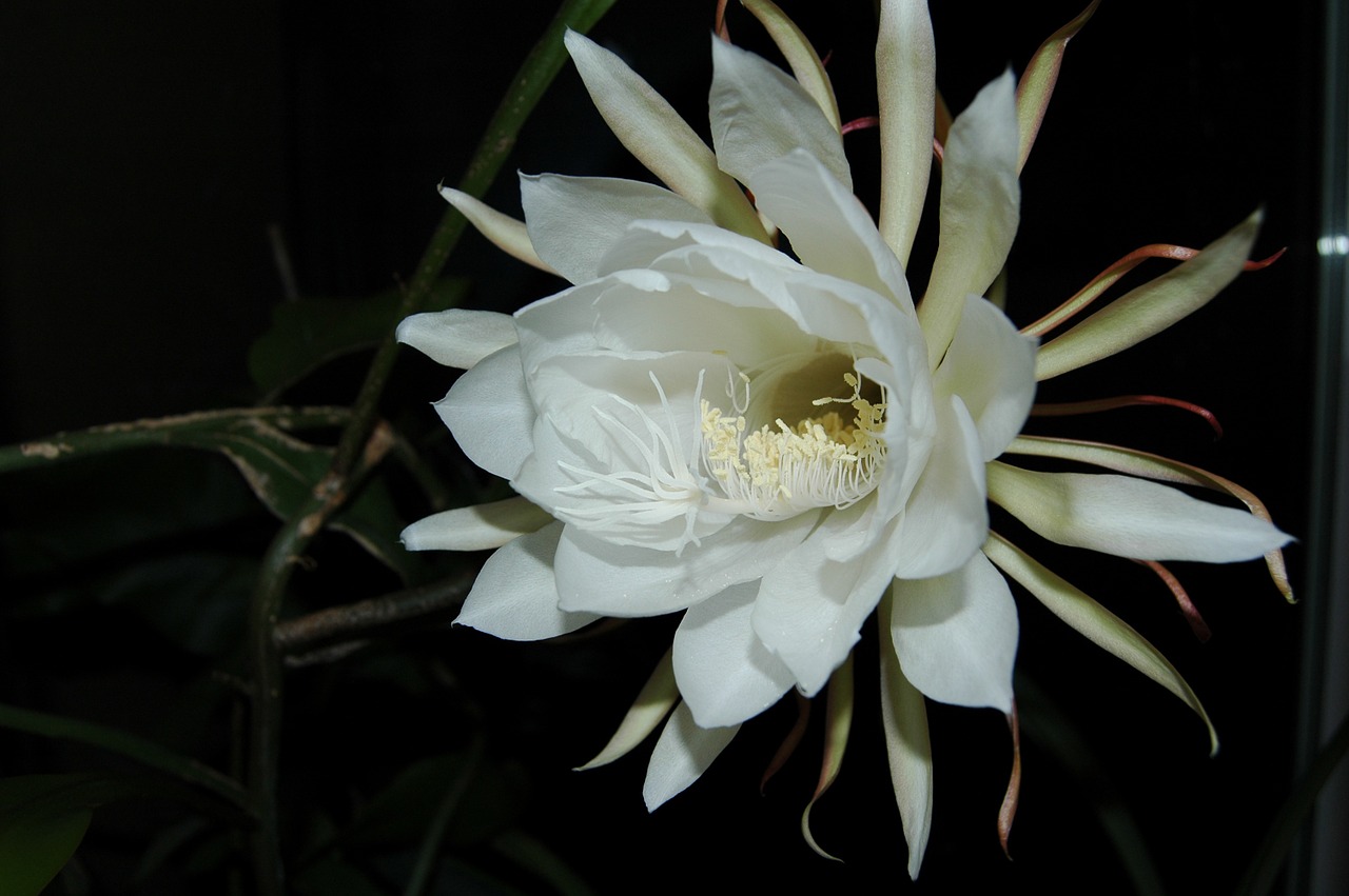 queen of the night blossom bloom free photo