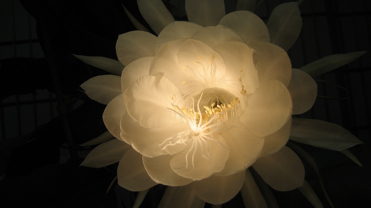 flower queen of the night natural free photo