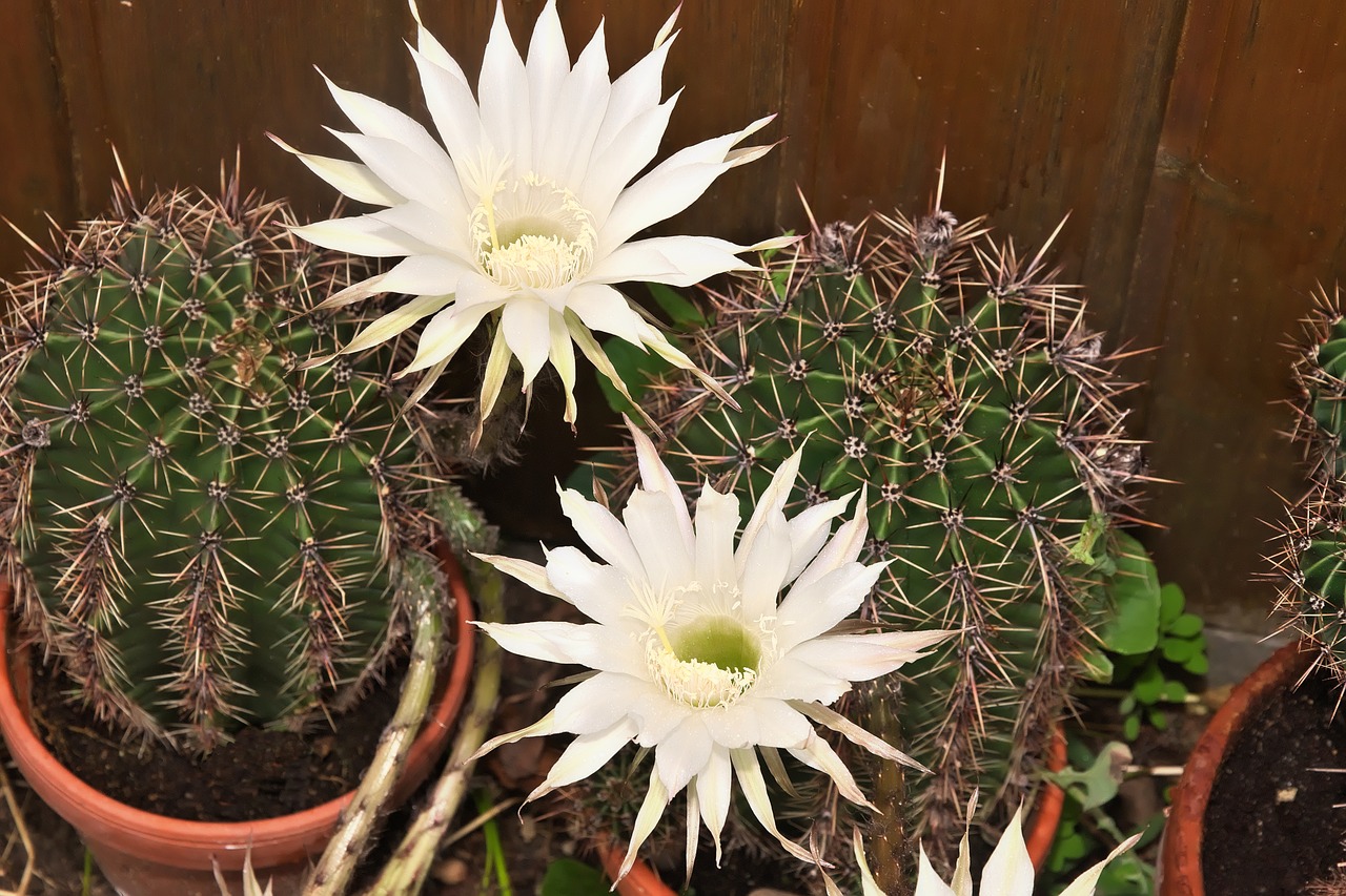 queen of the night cactus cactus flower free photo