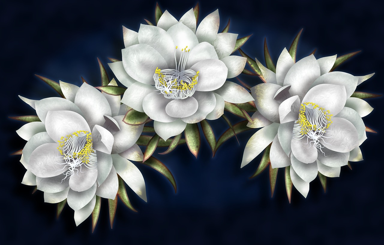 queen of the night  white flowers  gorgeous free photo