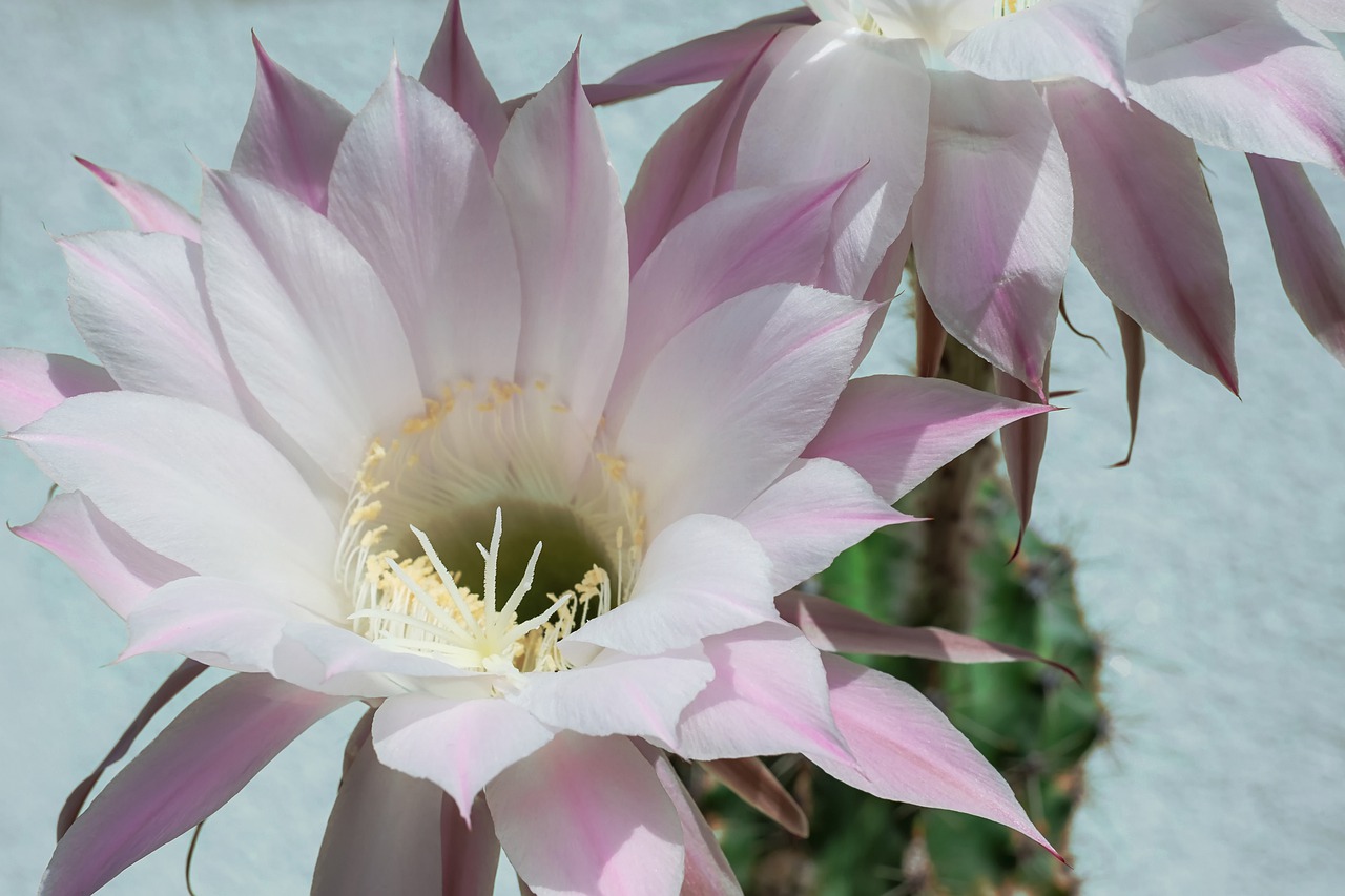 queen of the night  cactus  blossom free photo