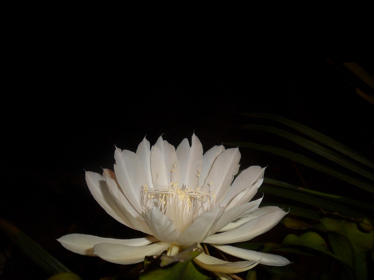 queen of the night white flower cactus free photo