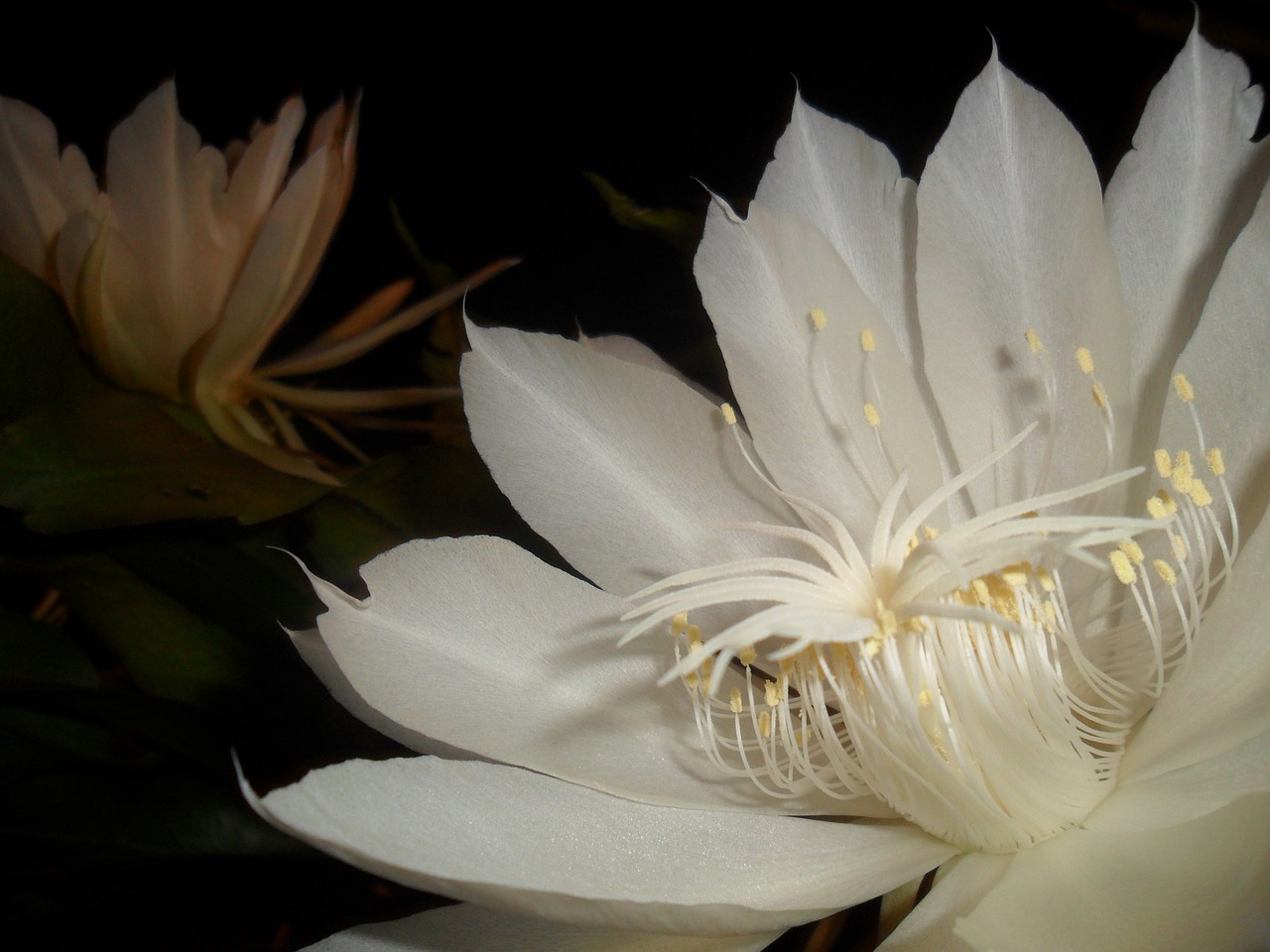 queen of the night white flower cactus free photo