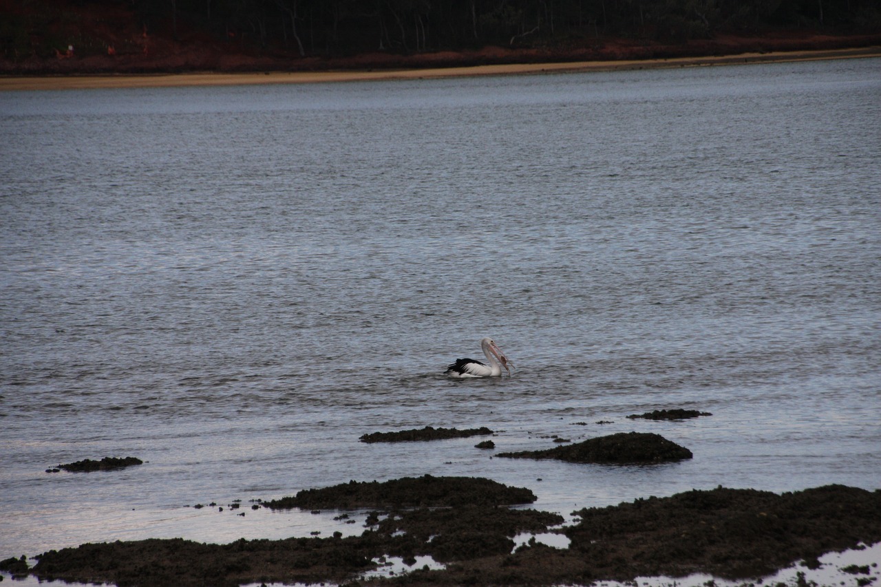 queensland  pelican  brisbane free photo