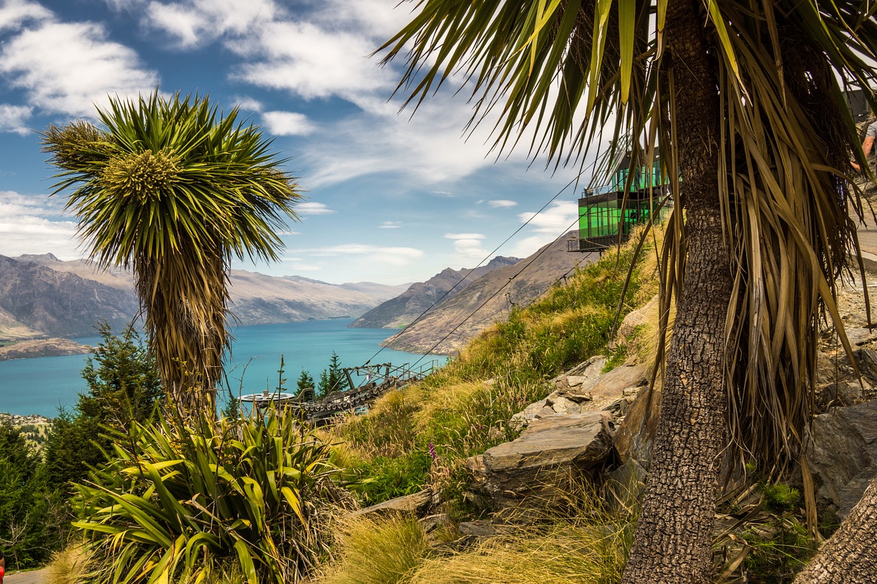 queenstown new zealand cabbage tree free photo