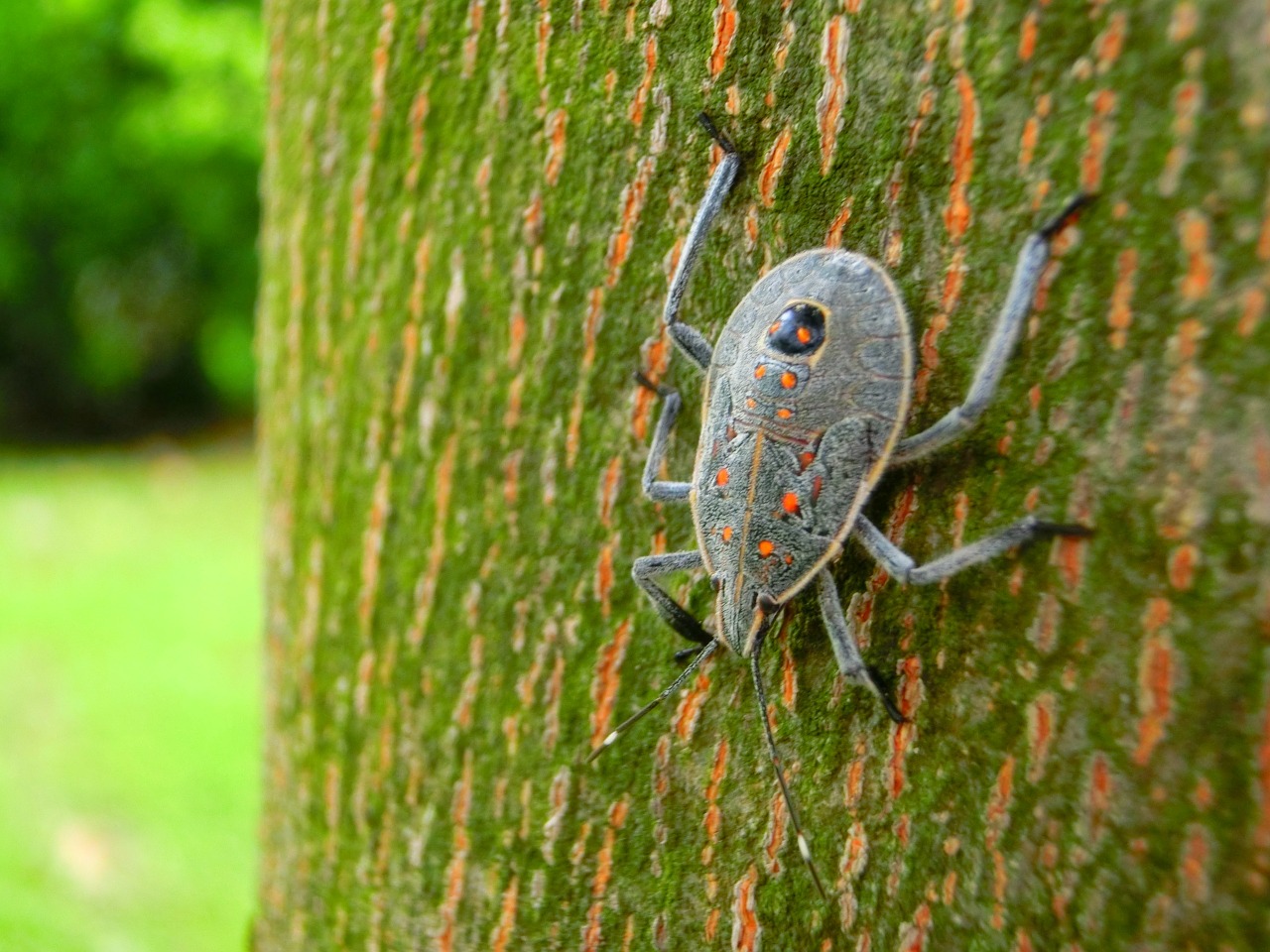 quentin chong beetles taiwan free photo