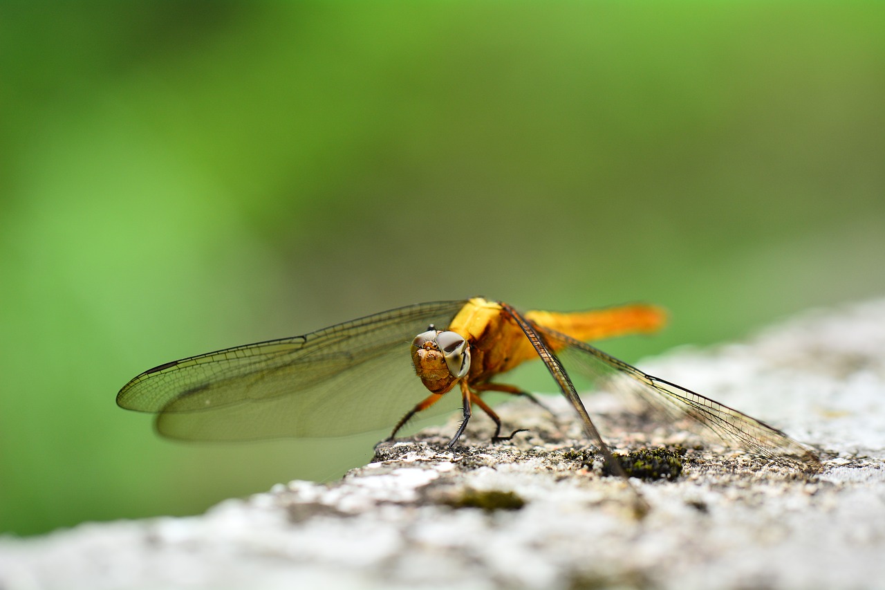 quentin chong golden dragonfly insect free photo
